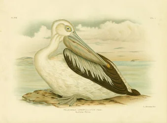 Australischer Pelikan, 1891